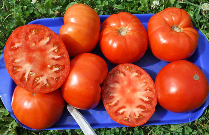 Сорта томатов для засолки и консервирования – рейтинг 2023 года