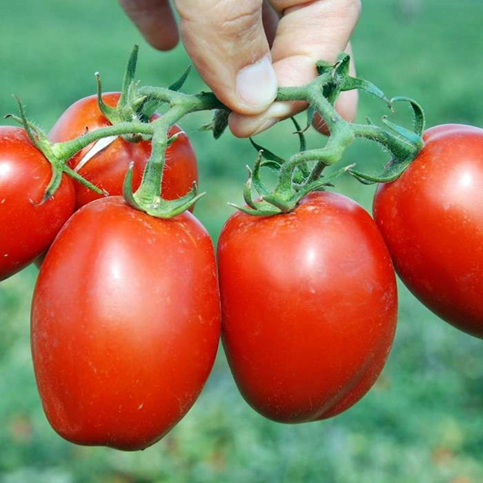 Сорта томатов f1 – ТОП-34 сортов 2022 года: описания с фото
