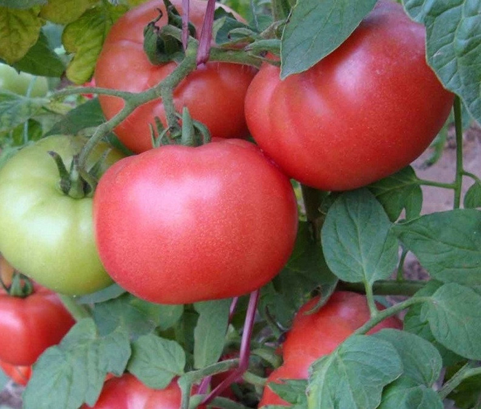 Сорта томатов f1 – ТОП-34 сортов 2023 года: описания с фото