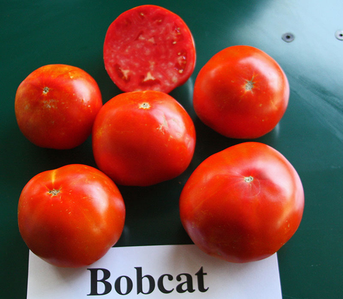 Сорта томатов f1 – ТОП-34 сортов 2023 года: описания с фото