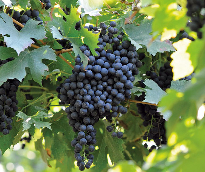 Сорта винограда для Сибири 2022 года