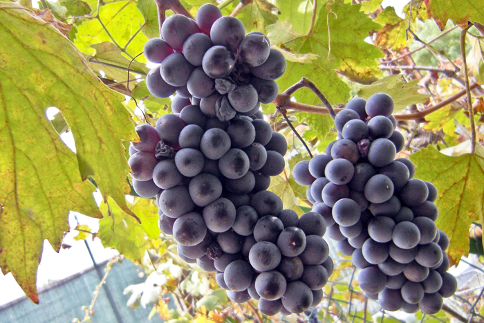 Сорта винограда для Сибири 2023 года