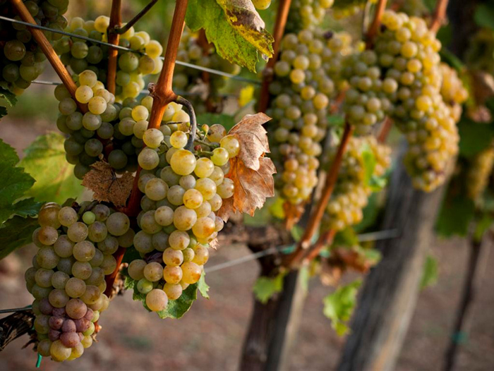 Сорта винограда для Сибири 2022 года