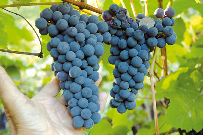 Сорта винограда для Сибири 2023 года