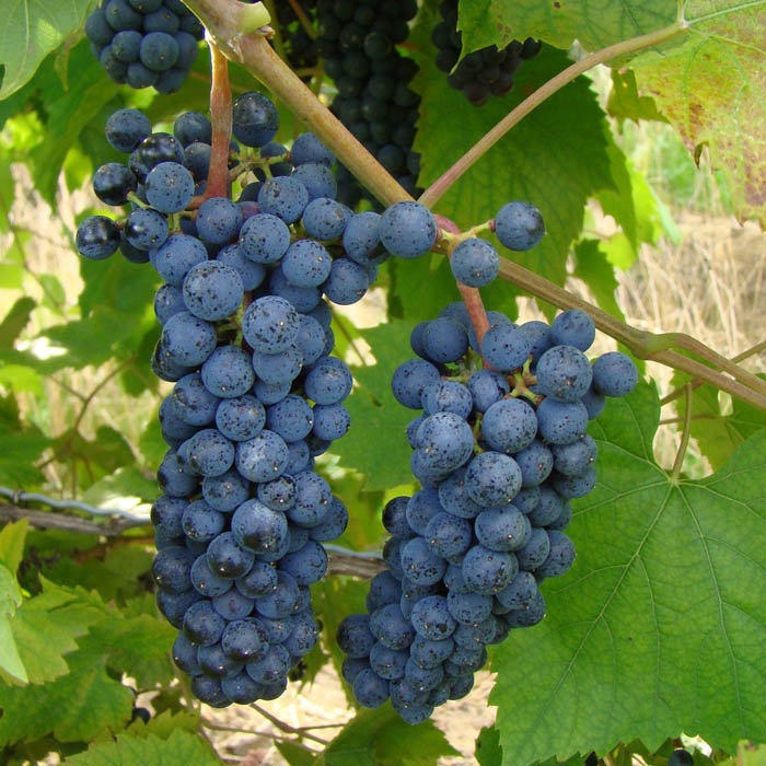 Сорта винограда для вина – 15 лучших сортов 2023 года
