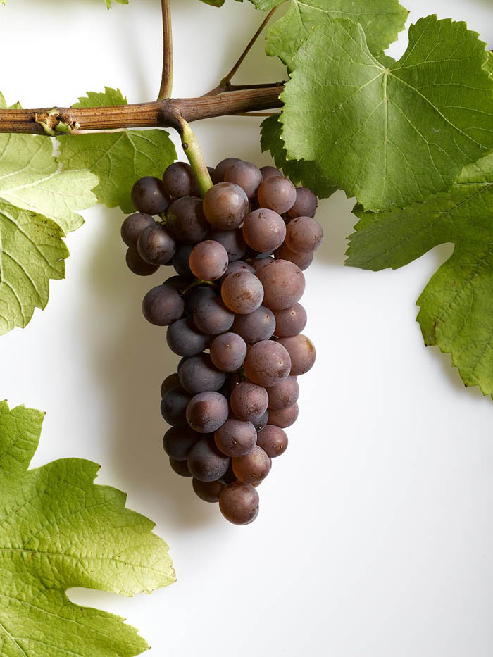 Сорта винограда для вина – 15 лучших сортов 2022 года
