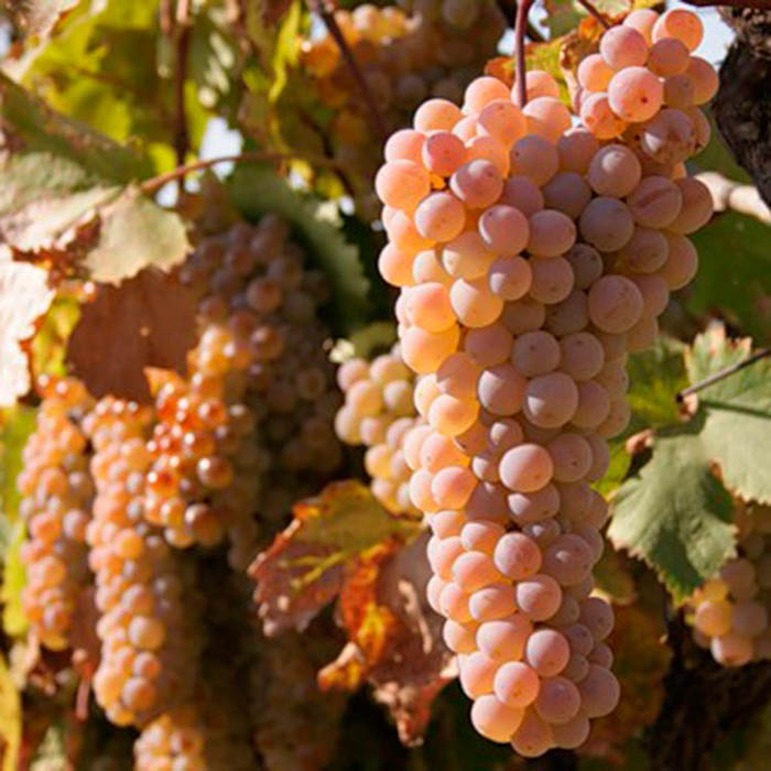 Сорта винограда для вина – 15 лучших сортов 2022 года