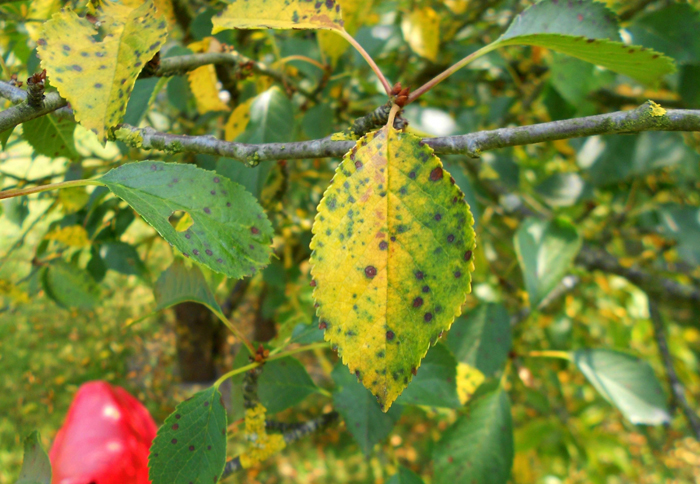 Сорта вишни, устойчивые к болезням