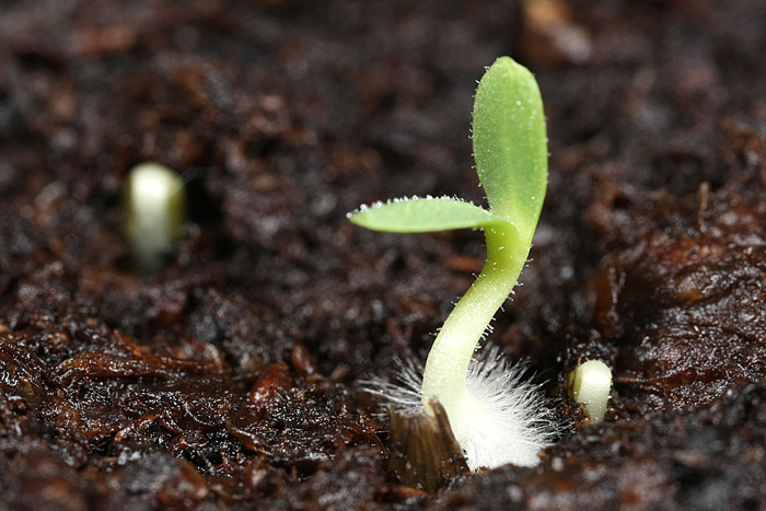 Стратификация семян в домашних условиях: 4 лучших способа