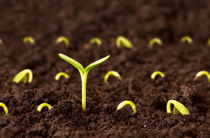 Стратификация семян в домашних условиях: 4 лучших способа