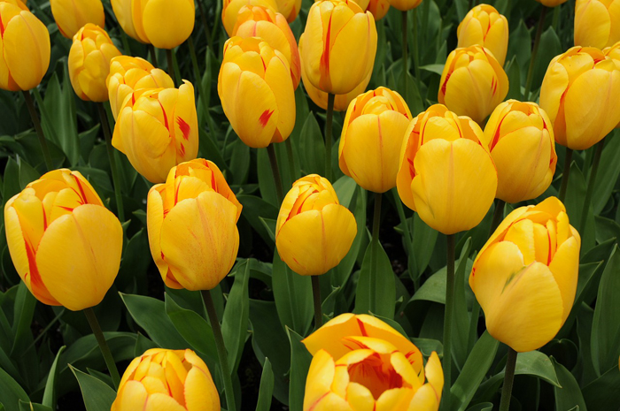 Тюльпаны (110 фото) — описание, 30 сортов, посадка и уход
