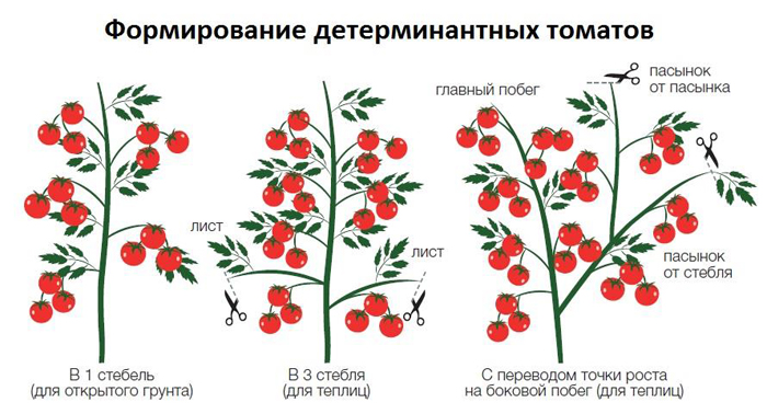Томат Санька — описание сорта, фото, отзывы