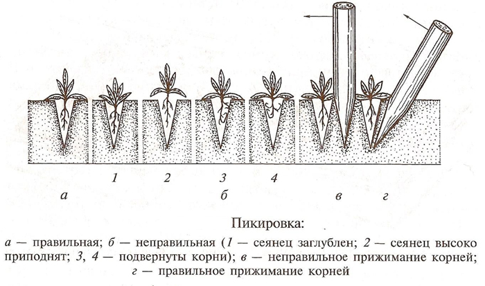 Томат Санька — описание сорта, фото, отзывы
