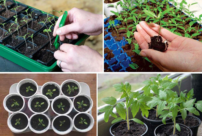 Томат «Сливка» (45 фото) — описание сорта, выращивание в теплице и открытом грунте в 2022 году