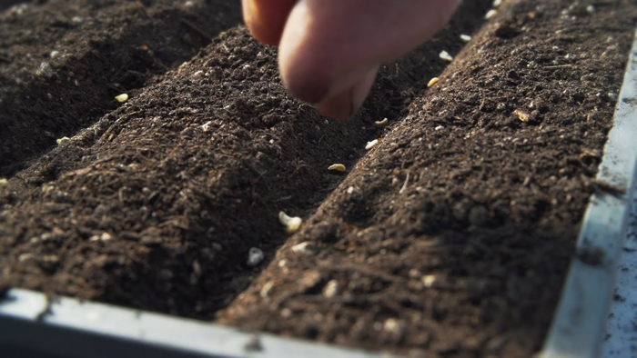 Томат «Сливка» (45 фото) — описание сорта, выращивание в теплице и открытом грунте в 2022 году