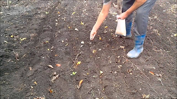 ТОП-13 сидератов для огорода — когда какие сеять