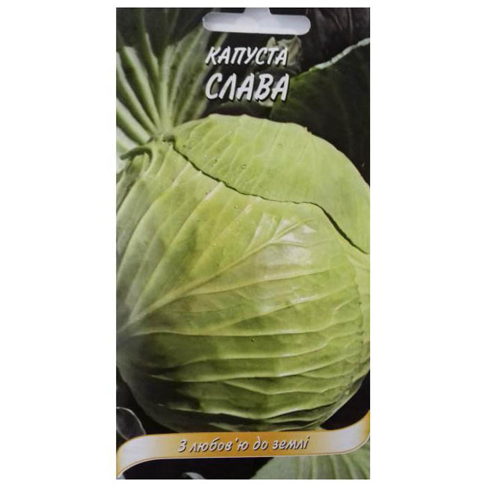 Капуста Слава 1305 Описание Сорта Фото