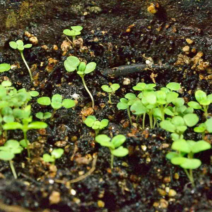 Трава душица обыкновенная (орегано) – 40 фото, сорта, свойства, выращивание, применение
