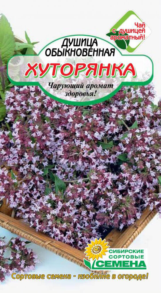 Трава душица обыкновенная (орегано) – 40 фото, сорта, свойства, выращивание, применение