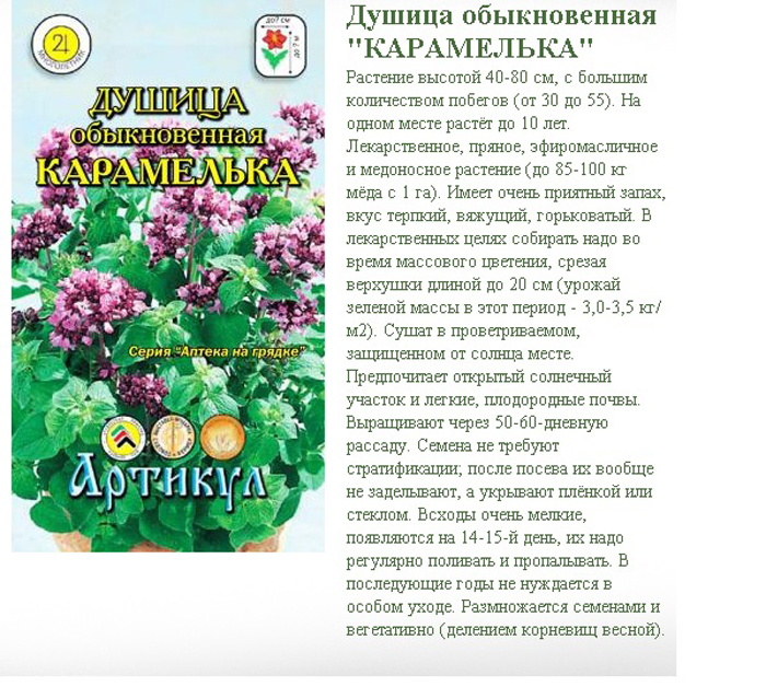 Трава душица обыкновенная (орегано) – 40 фото, сорта, свойства, выращивание, применение