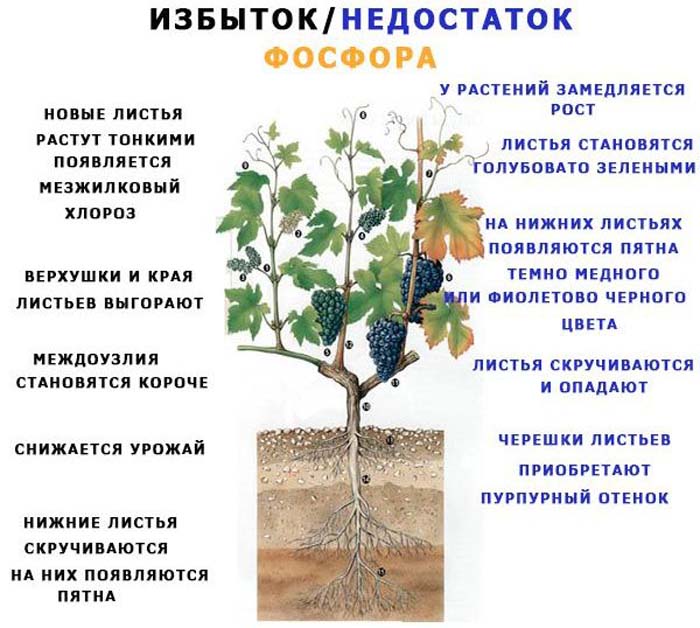 Удобрение суперфосфат (40 фото) — что это, состав, инструкция по применению