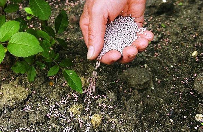 Удобрение суперфосфат (40 фото) — что это, состав, инструкция по применению