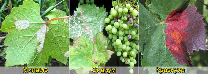 Уход за виноградом в августе 2023 года в Подмосковье