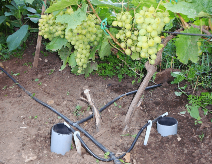 Уход за виноградом в августе 2022 года в Подмосковье