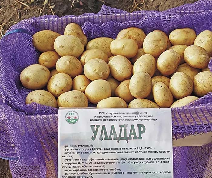Урожайные сорта картофеля 2023 — описание с фото