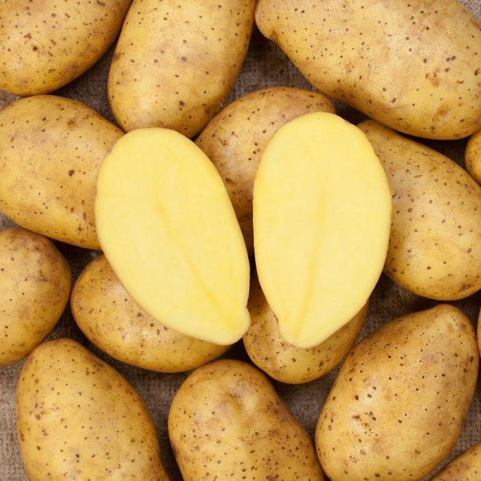 Урожайные сорта картофеля 2022 — описание с фото