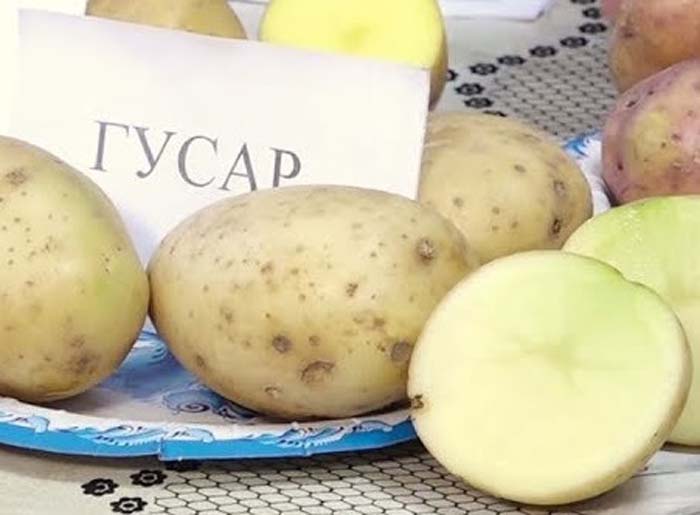 Урожайные сорта картофеля 2023 — описание с фото