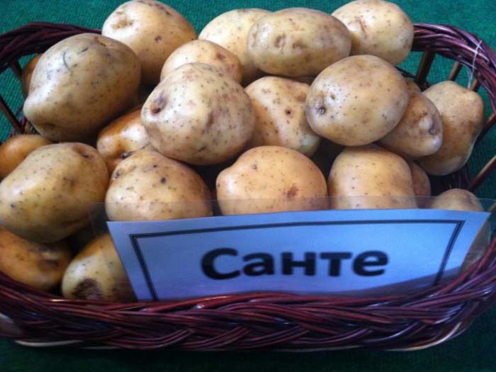 Урожайные сорта картофеля 2022 — описание с фото