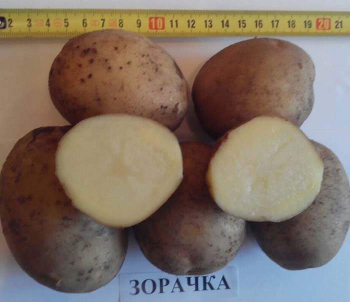 Урожайные сорта картофеля 2023 — описание с фото