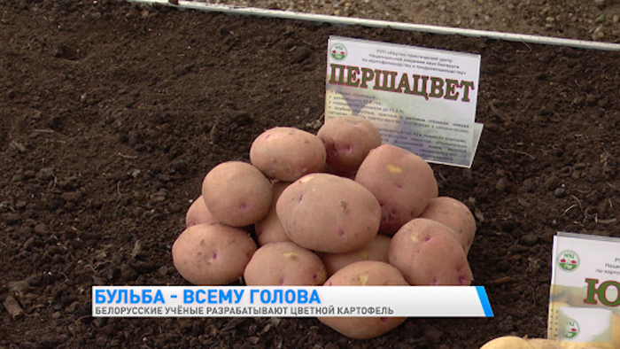 Урожайные сорта картофеля 2023 — описание с фото