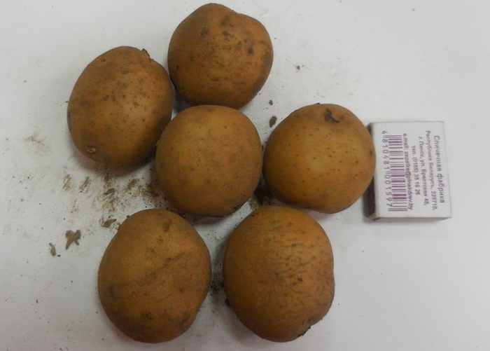 Урожайные сорта картофеля 2023 — описание с фото