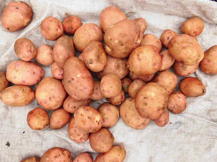 Урожайные сорта картофеля 2023 — описание с фото