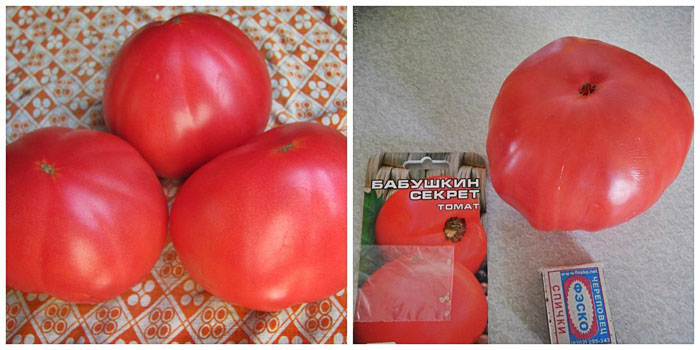 Урожайные сорта томатов – ТОП-20 для теплиц и открытого грунта в 2023 году