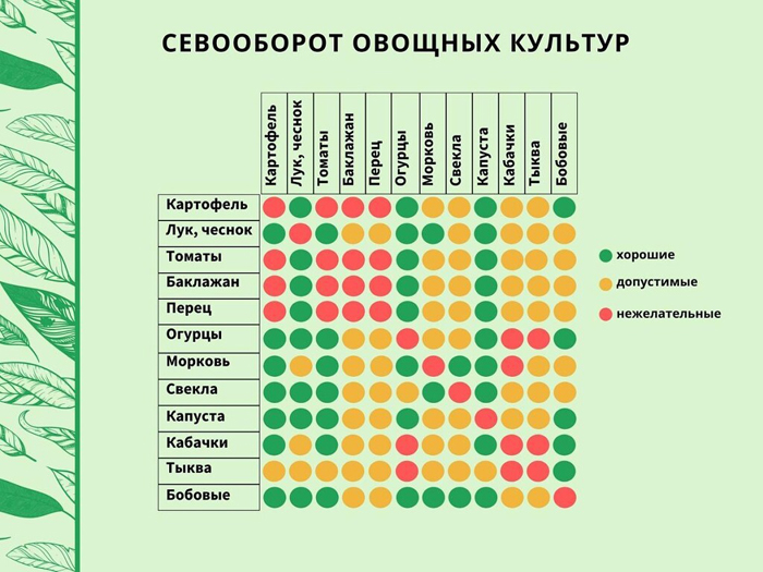 Вершинная гниль на помидорах: причины, что делать, как лечить?