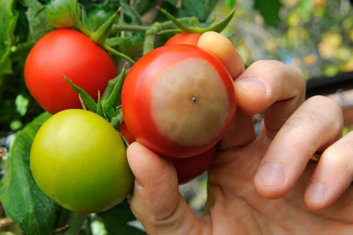 Вершинная гниль на помидорах: причины, что делать, как лечить?