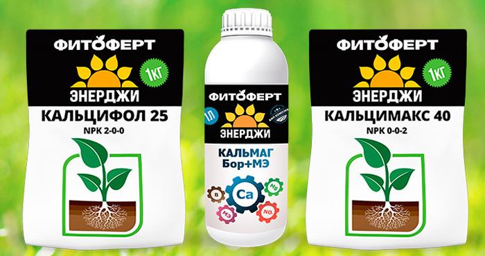 Вершинная гниль на помидорах: причины, что делать, как лечить?