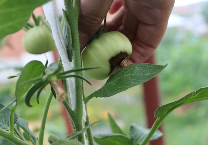 Вершинная гниль на помидорах: причины, что делать, как лечить?