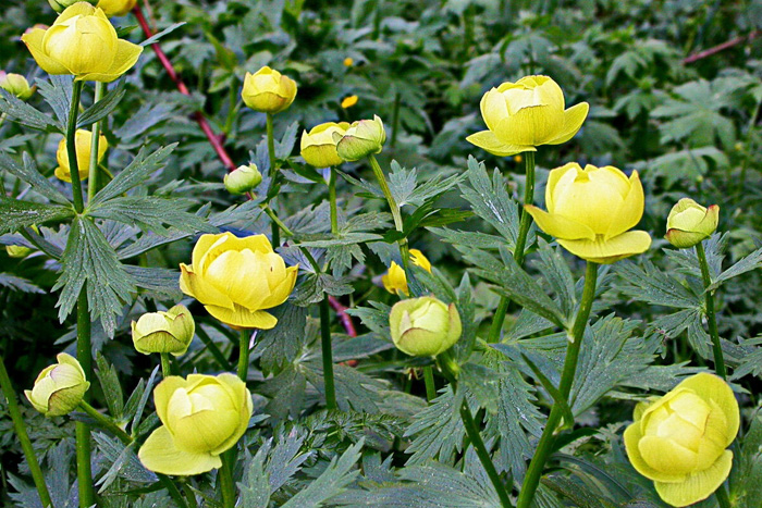 Весенние цветы — ТОП-50 первоцветов с фото