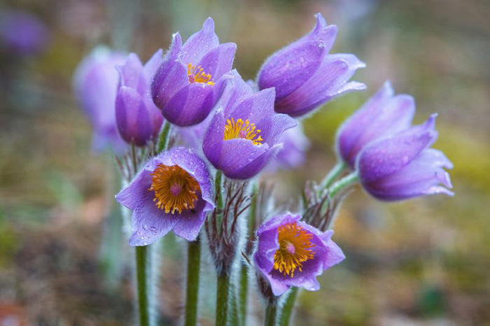 Весенние цветы — ТОП-50 первоцветов с фото