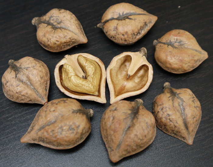 Виды орехов — 37 названий с фото и описанием