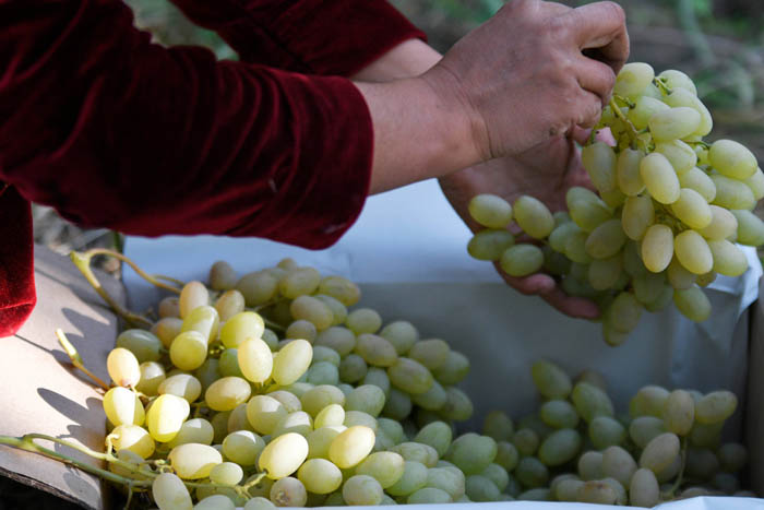 Виноград Дамские Пальчики или Хусайне белый (40 фото) – описание сорта, выращивание и уход
