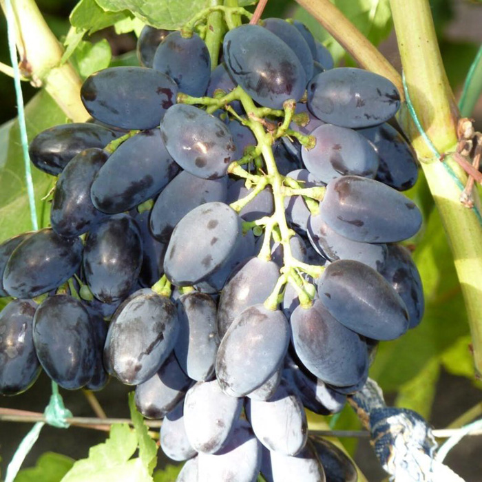 Виноград Кодрянка (30 фото) – описание сорта и правила его выращивания