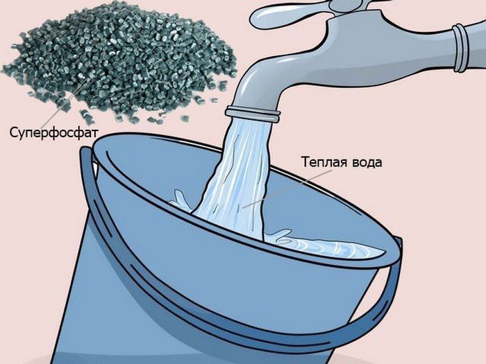 Внекорневая подкормка огурцов – схемы и дозировки