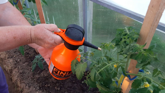 Внекорневая подкормка томатов – когда, чем и как удобрять помидоры