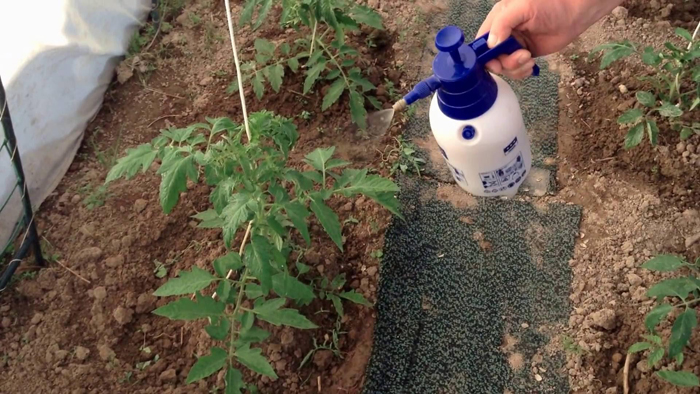 Внекорневая подкормка томатов – когда, чем и как удобрять помидоры