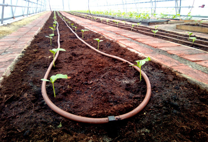 Выращивание дыни в теплице – все от А до Я для 100% богатого урожая